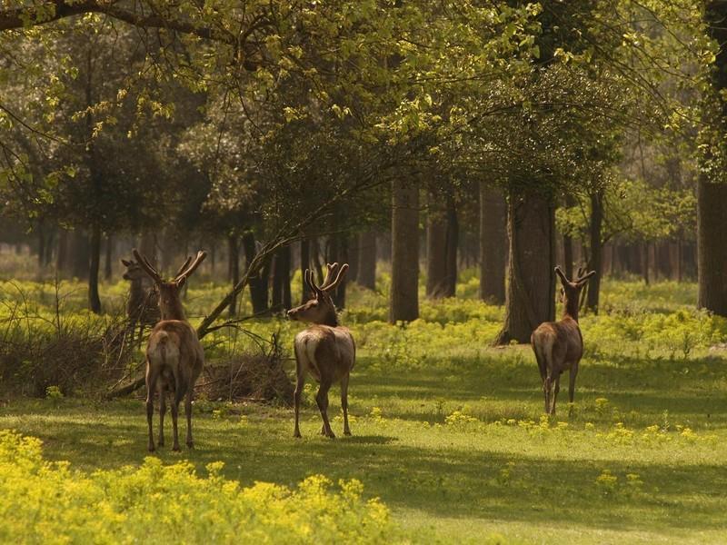 Il Dosso Agriturismo Кодигоро Екстериор снимка